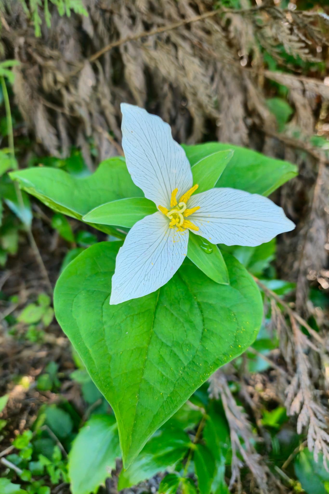 The image shows a trillium flower with three white petals and yellow stamens at the center, surrounded by large green leaves.