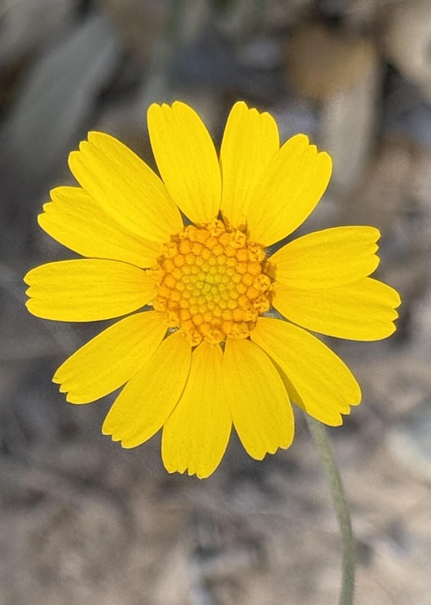 This is an image of a bright yellow flower, likely a type of daisy. It has numerous petals and a central disc filled with smaller, tubular florets. The background is out of focus, emphasizing the flower.