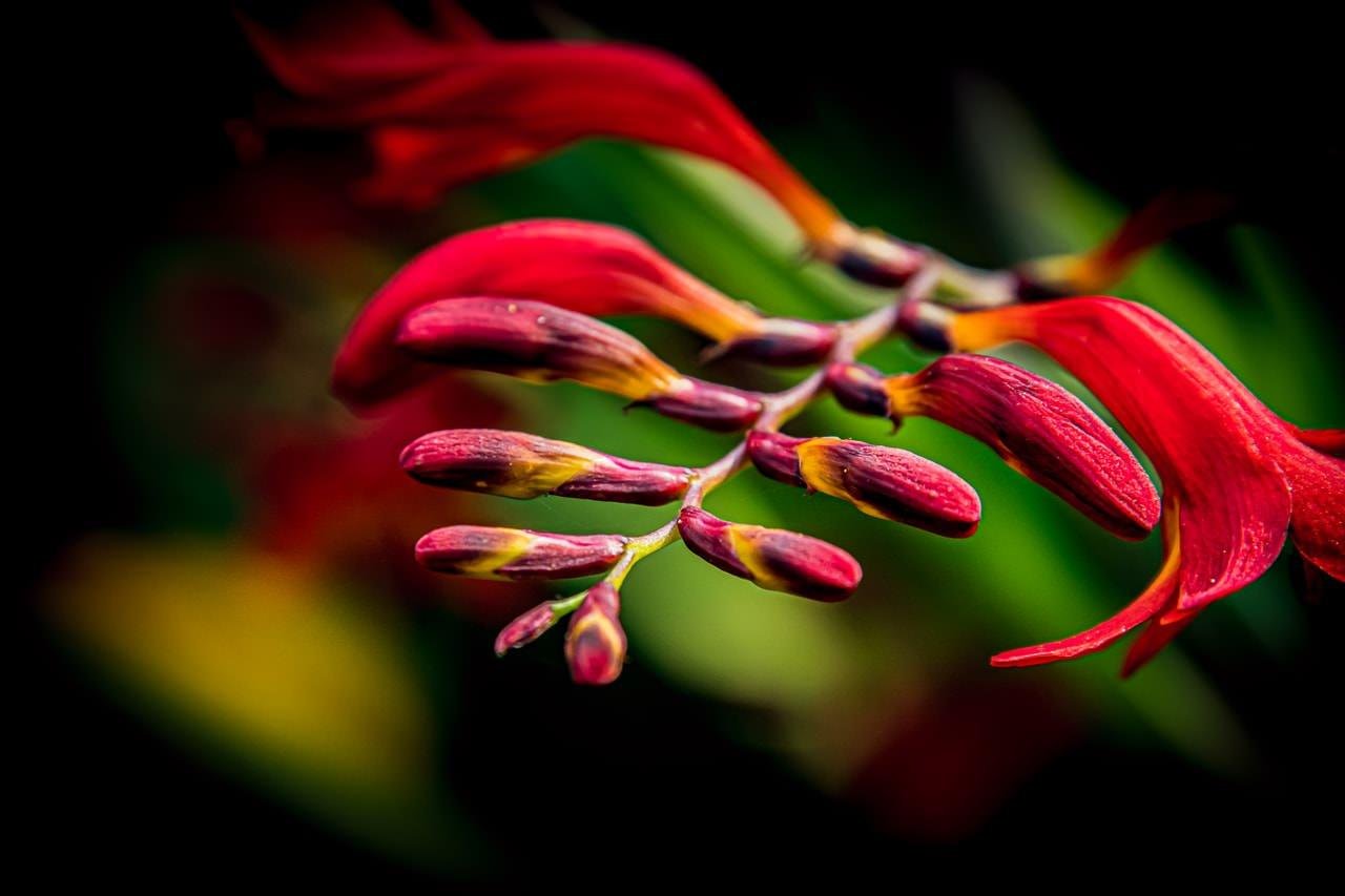 Close-up of vibrant red tubular flowers with elongated petals and buds atop a dark, blurred background. The buds show hints of yellow and green, providing contrast. The composition focuses on the floral cluster, highlighting texture and color detail.