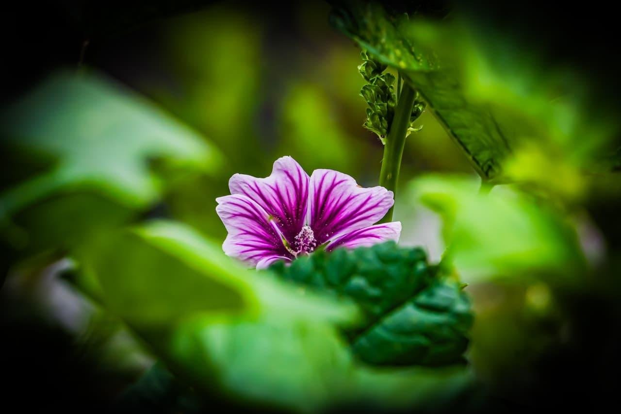 The image shows a close-up of a purple and white flower surrounded by green leaves. The petals have dark purple veins, and the flower is somewhat hidden among the foliage, creating a natural and serene setting.