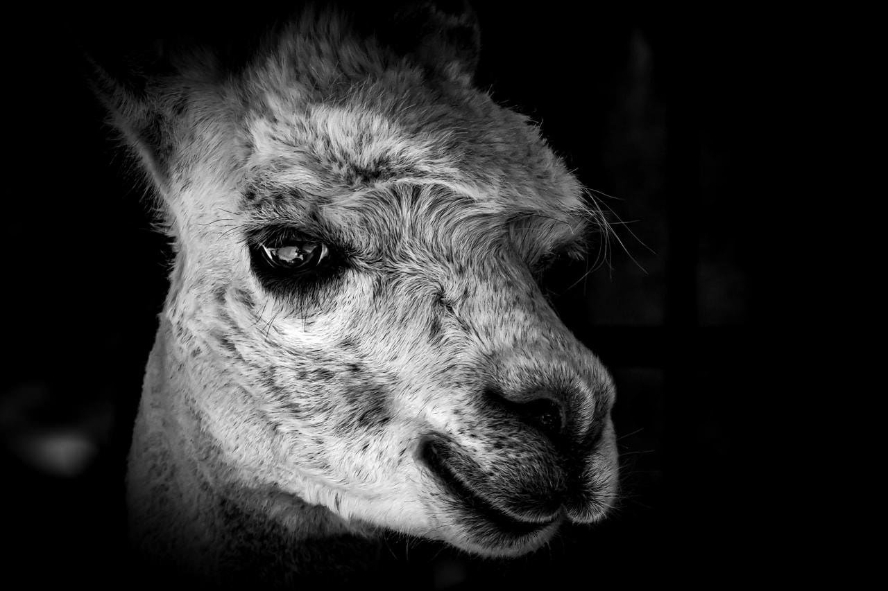 Black-and-white close-up of a llama’s head in profile facing right, with one eye in sharp focus and textured fur highlighted against a dark background.