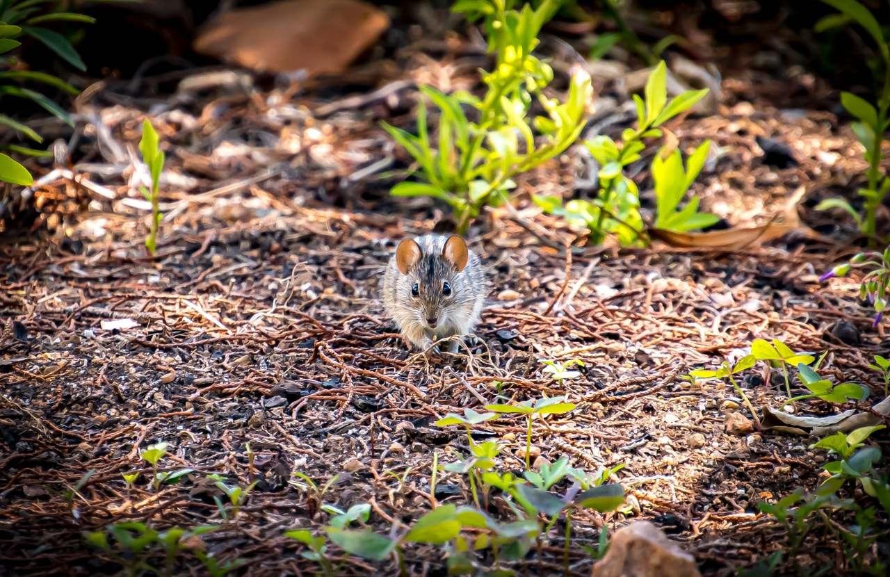 The image shows a small mouse on the ground surrounded by various plants. The mouse is in the center of the frame, and the background consists of soil and greenery.