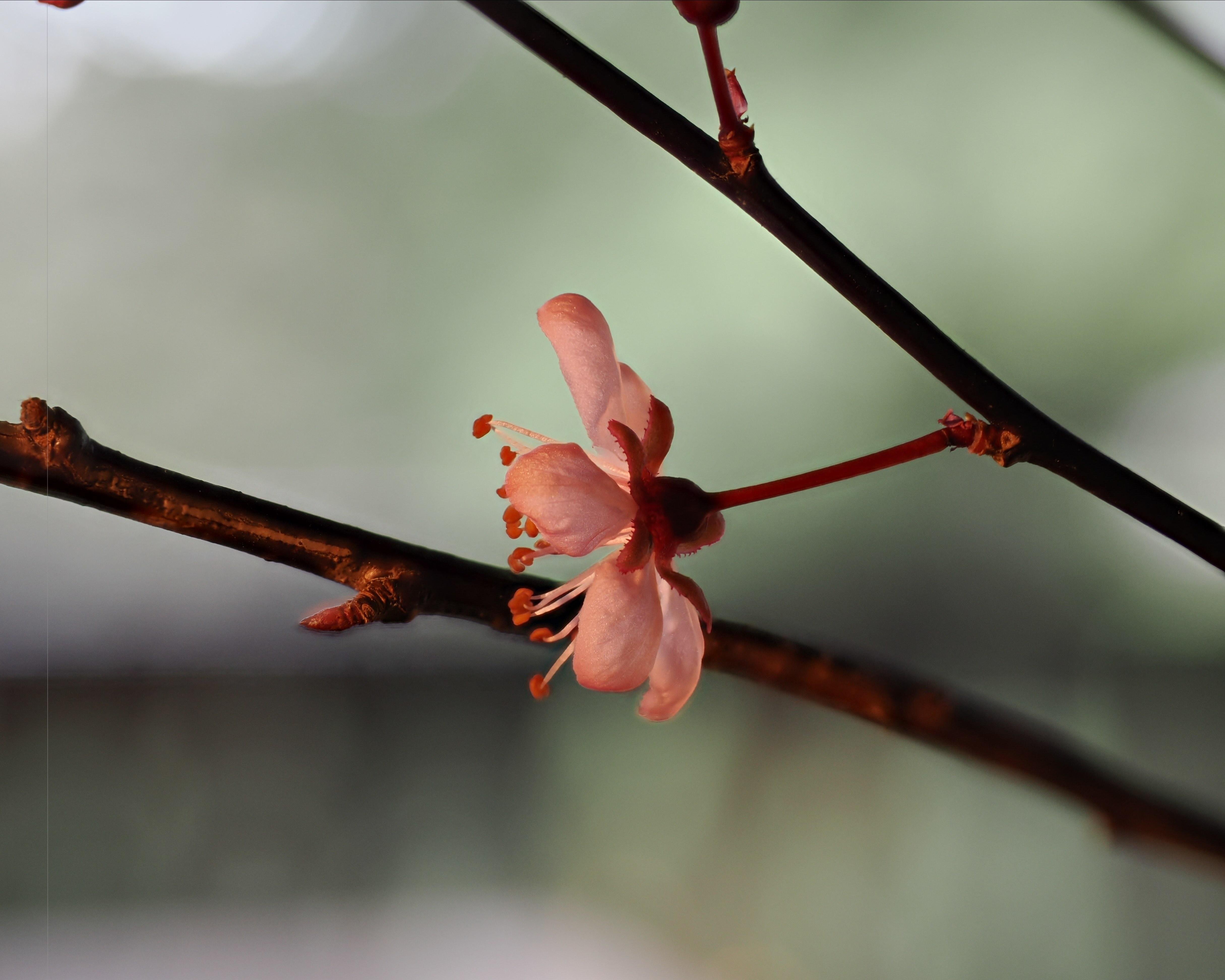 Single pale pink blossom with visible stamens on a dark brown branch, with a second branch crossing diagonally above against a soft, blurred greenish background.