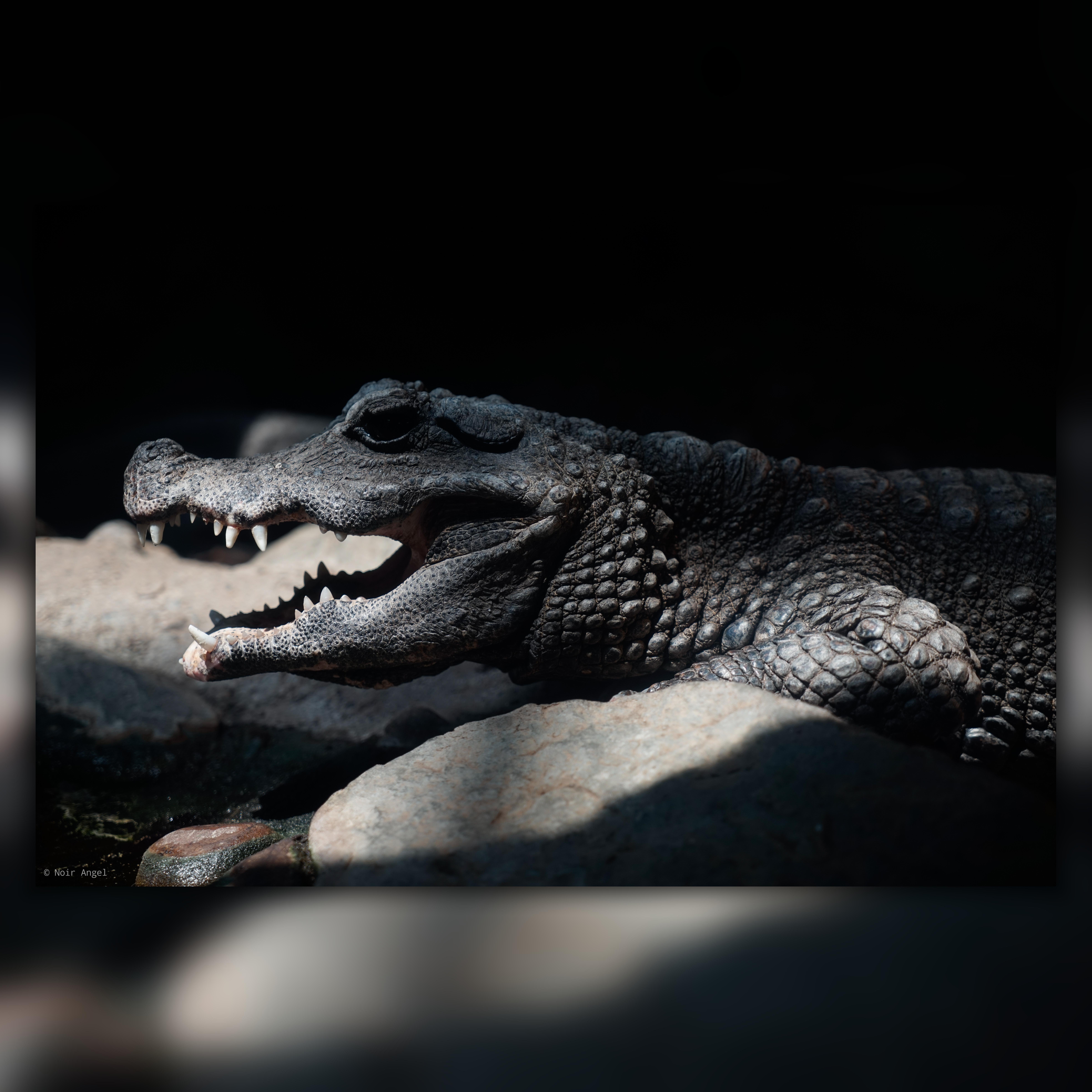 The image shows a crocodile with its mouth open. It appears to be resting on some rocks, with its rough, textured skin visible. The lighting highlights its features against a dark background.