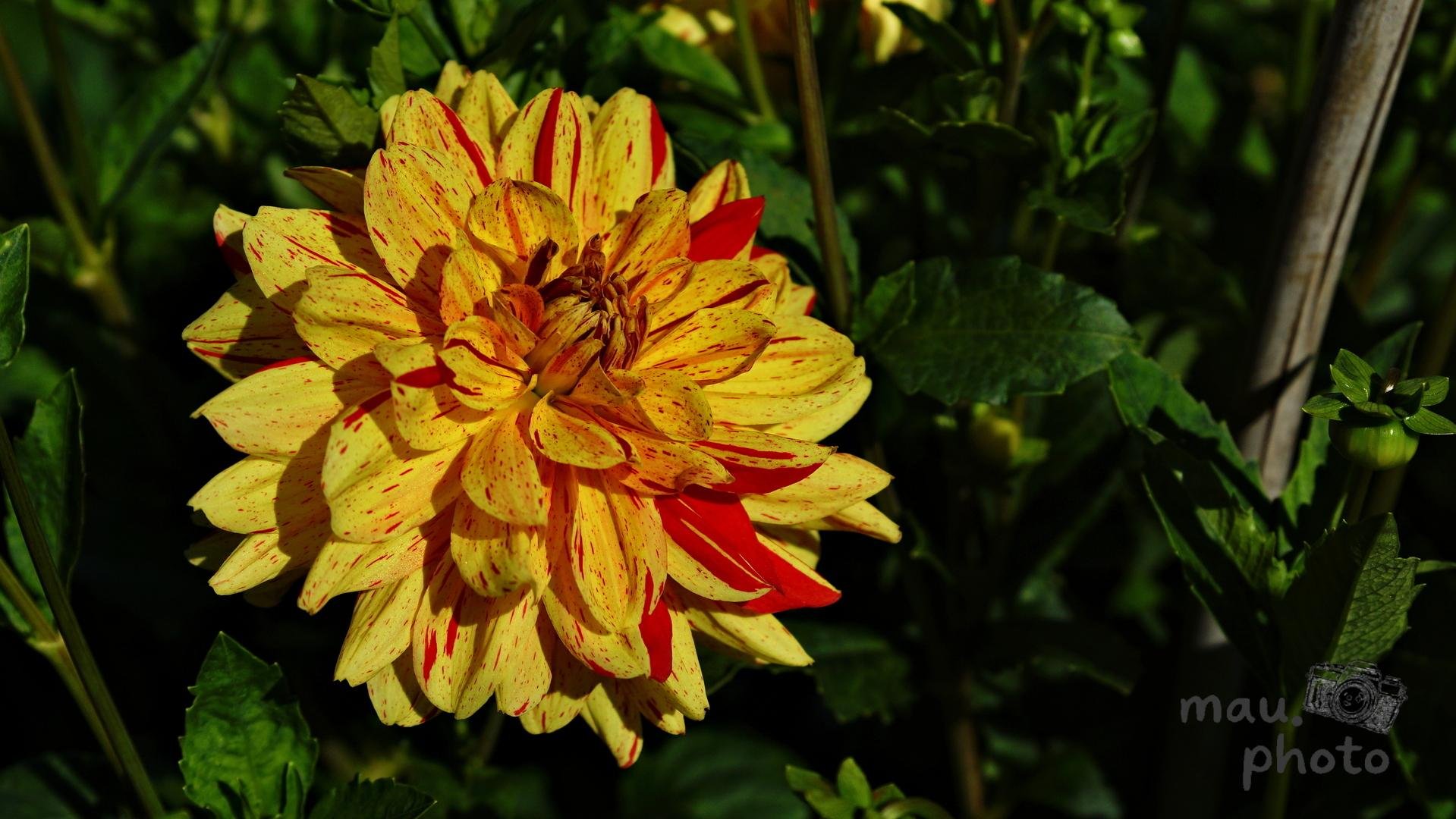Yellow dahlia with red streaks and a few solid red petals, centered in the frame against dark green foliage in sunlight.