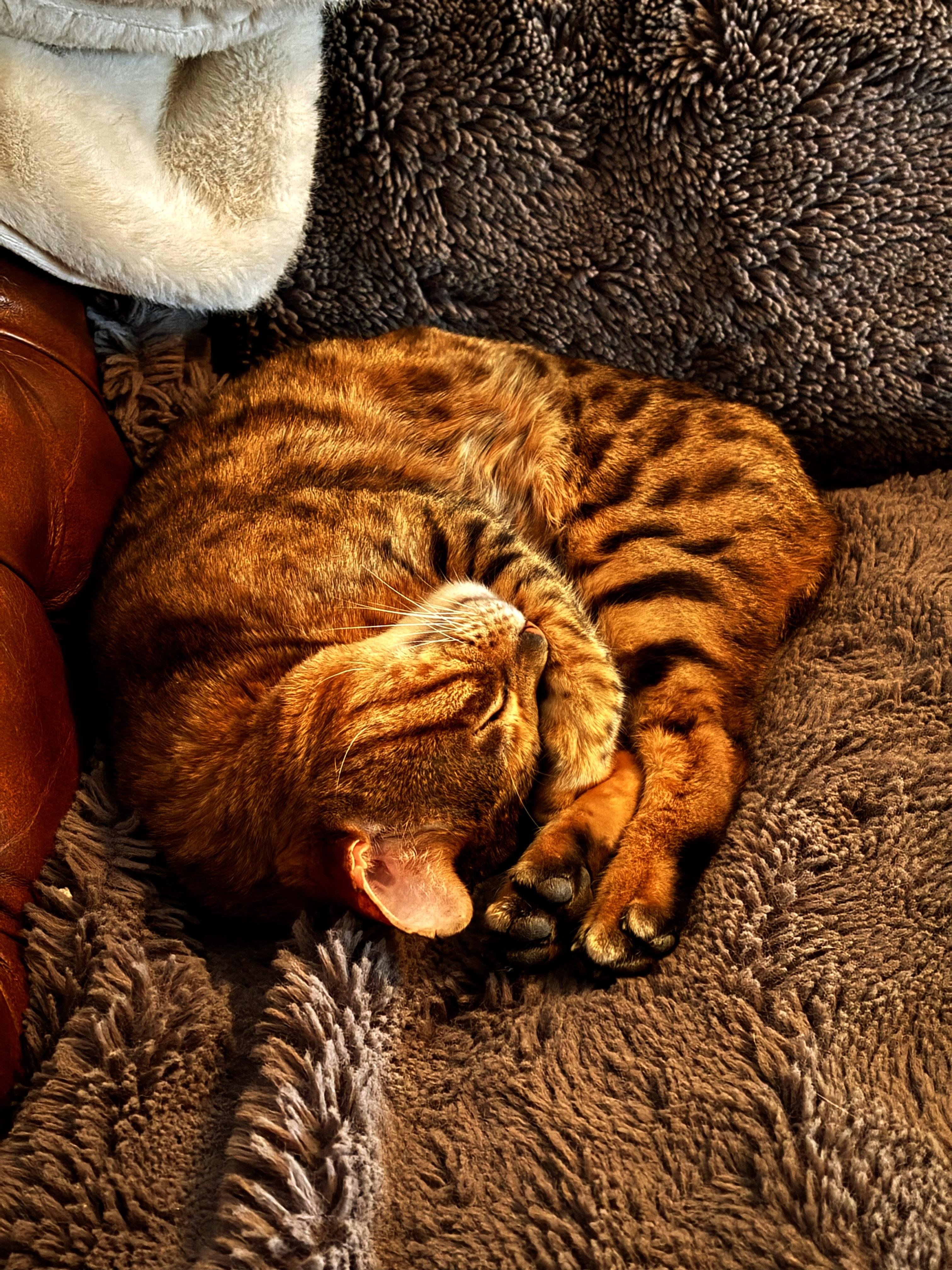 The image shows a cat with a spotted or striped pattern, likely a Bengal cat, sleeping on a fluffy, textured blanket or cushion. The cat is curled up comfortably, nestled in a cozy setting.