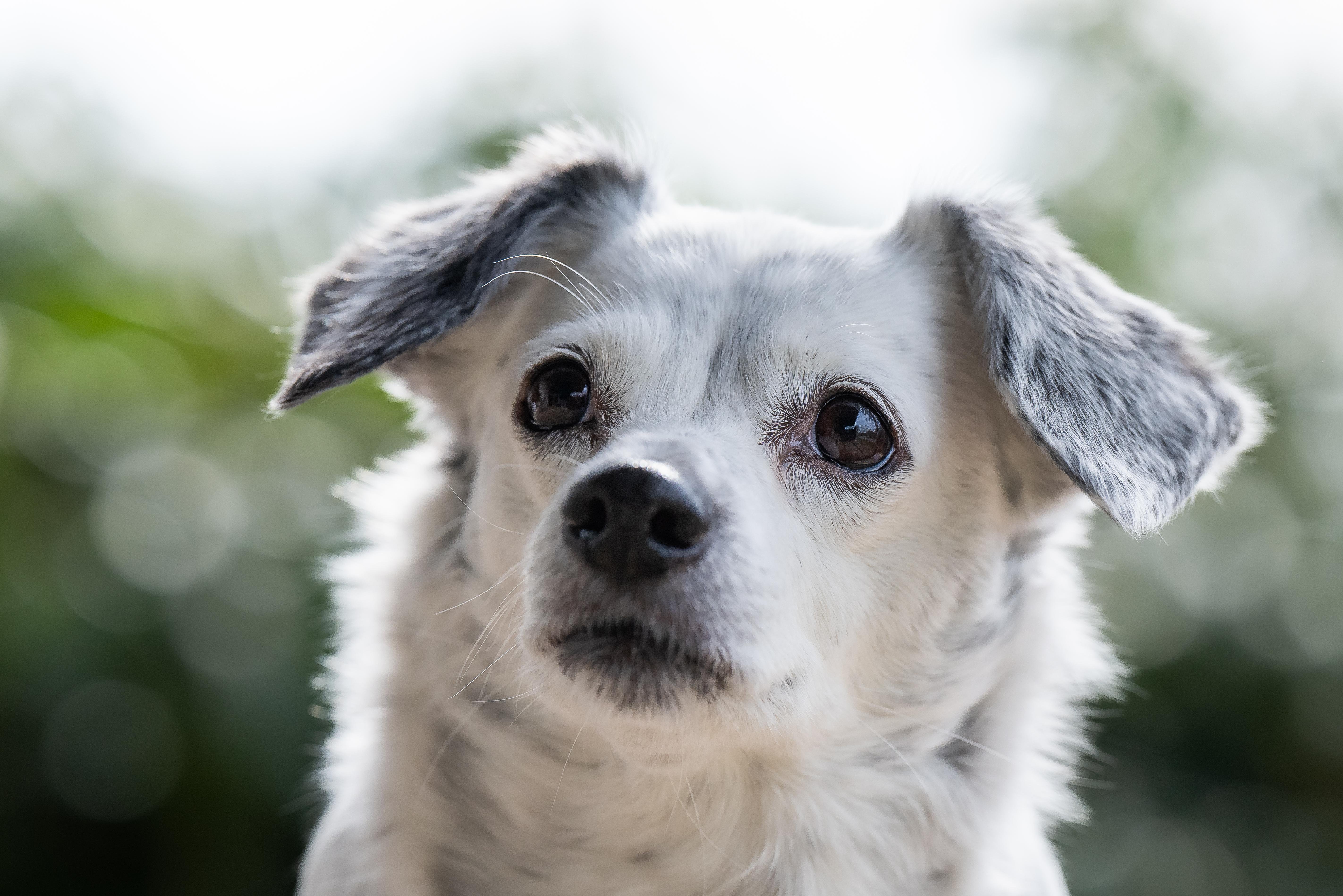 Portrait of a white dog, clearly on the older side, in front of a (out of focus) bush.