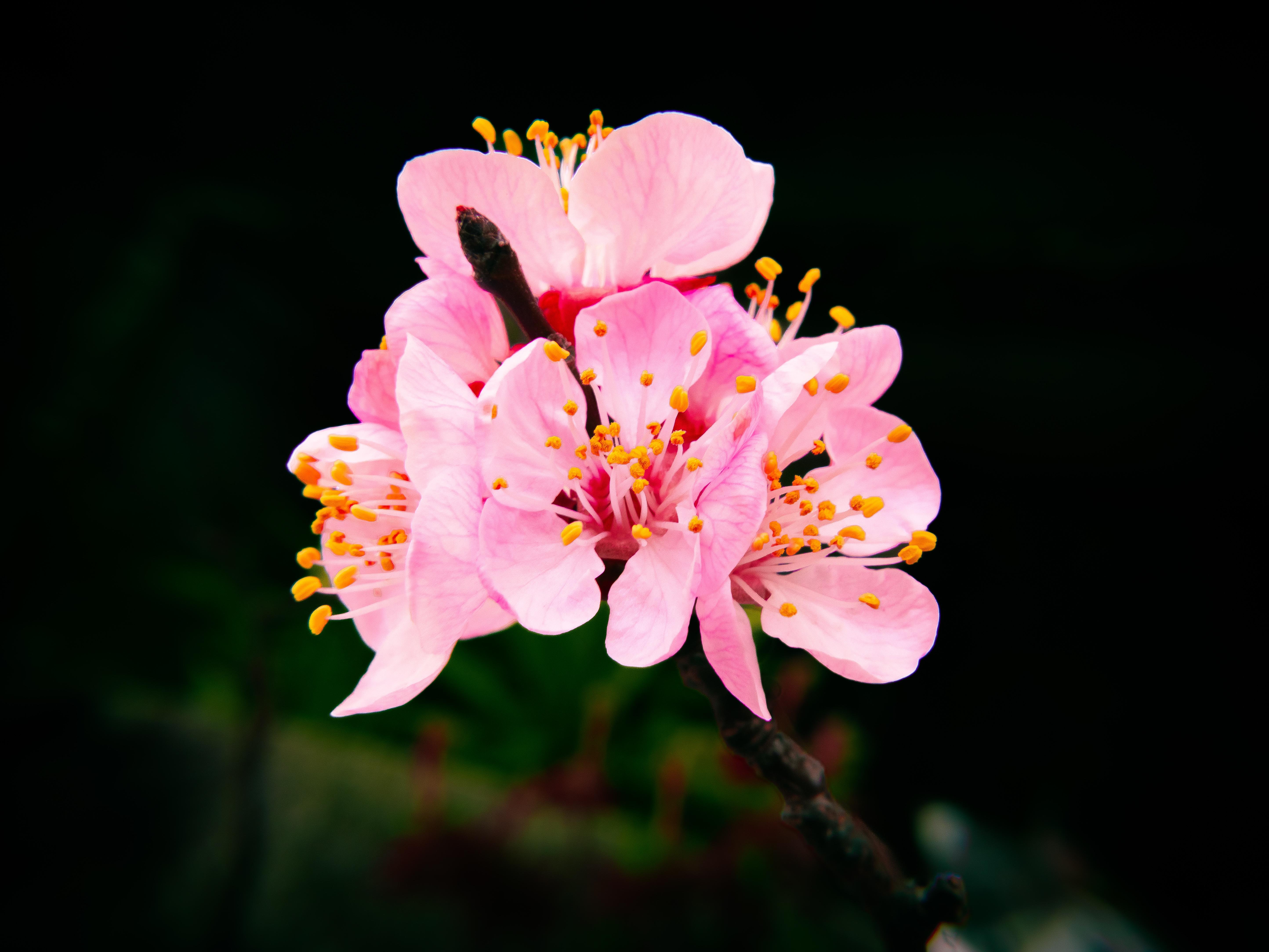 La photographie représente une grappe de fleurs de cerisier roses avec des étamines jaunes, sur un fond sombre. Les fleurs sont en pleine floraison et l'arrière-plan sombre rend leurs couleurs éclatantes.