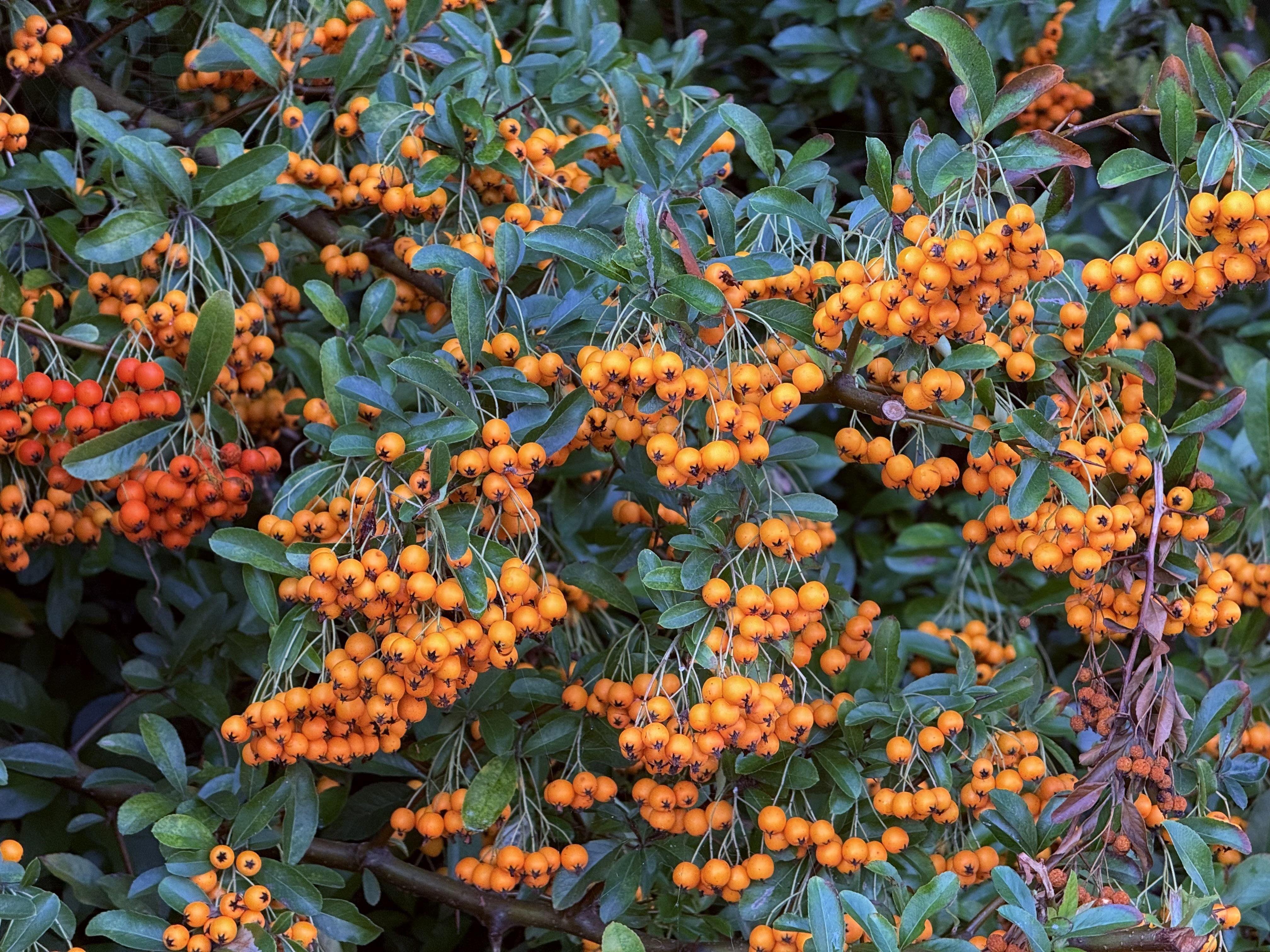 Clusters of bright orange berries on a bush with dense green leaves. The berries hang in groups, surrounded by elongated, glossy leaves. Some berries are slightly red, indicating ripeness stages. The composition is rich and vibrant, showcasing the bush's abundance.