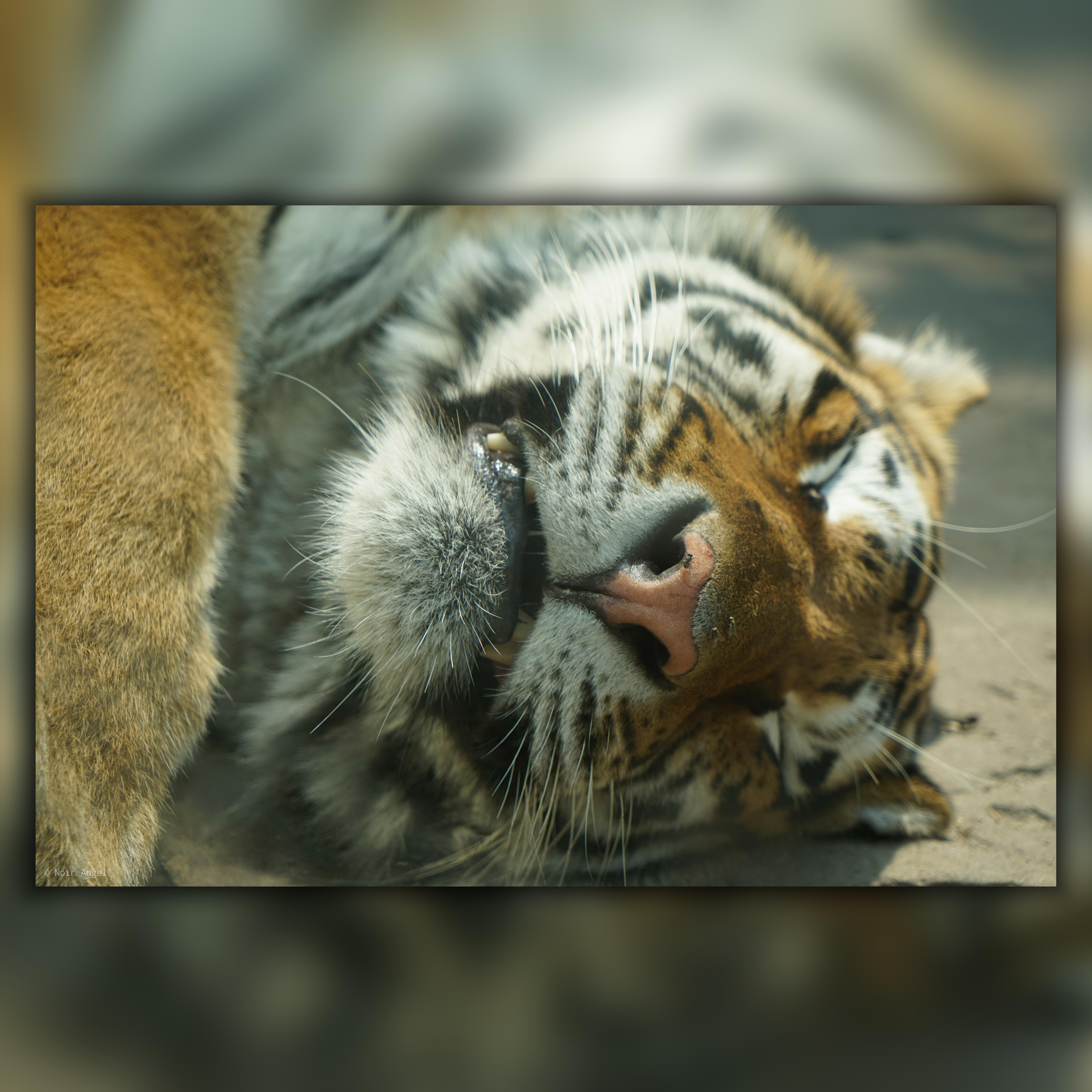 The image shows a tiger lying down, with its head tilted and eyes closed. It appears to be resting. The focus is on the tiger's face and distinctive markings.