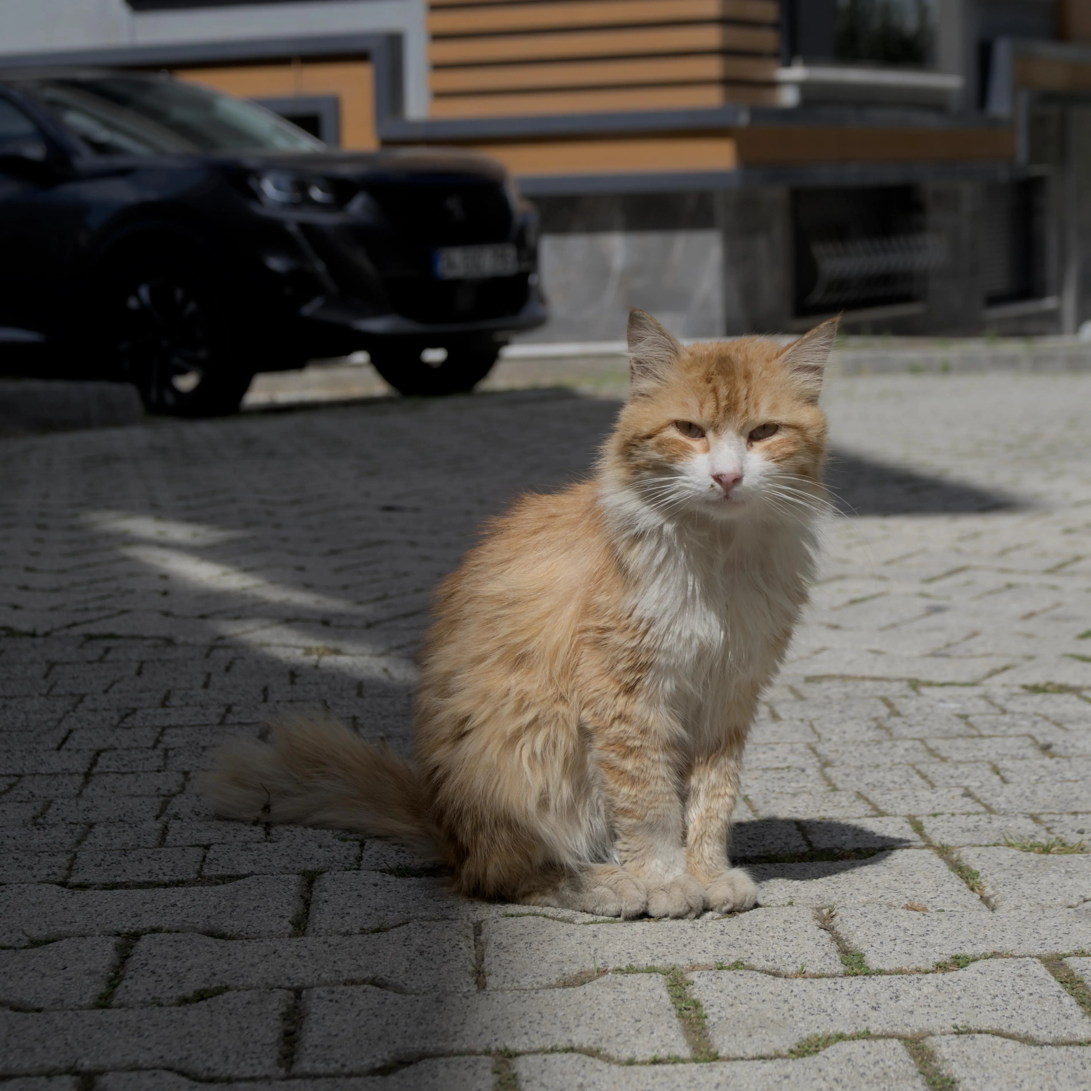 Photograph of a cat, giving a defiant stare towards the camera, sitting up in the middle of a street. The cat sits in the sunlight along with the right half of the image, except for its tail which is in the shade of the street buildings along with the the left half of the picture. The cat has quite long fur of a light orange color on its back, legs and top of the head while the fur is white on its throat, belly and paws.
