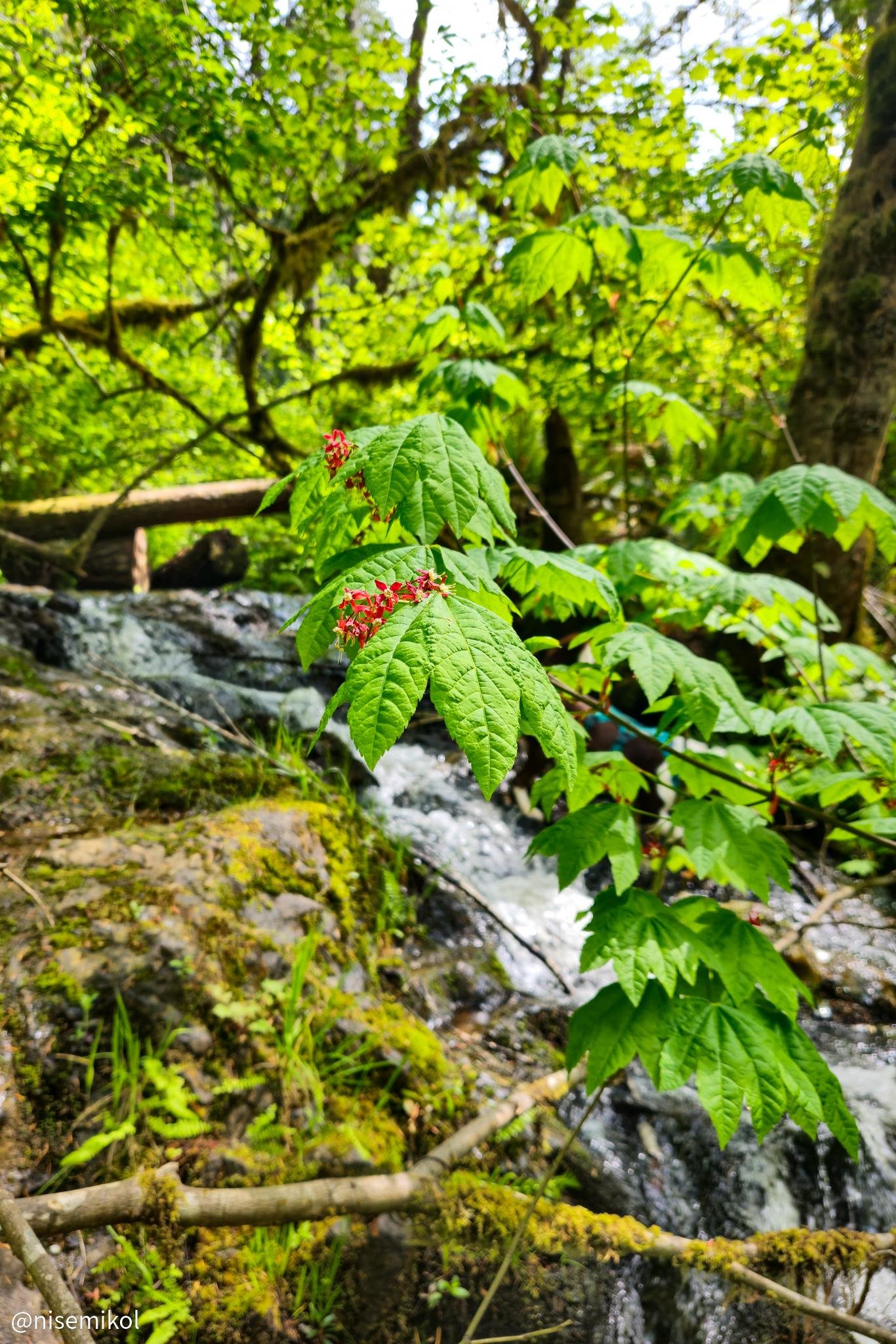 Green leaves with small red flowers in the foreground, set against a backdrop of a forest with lush green trees. A small waterfall flows over moss-covered rocks in the background.