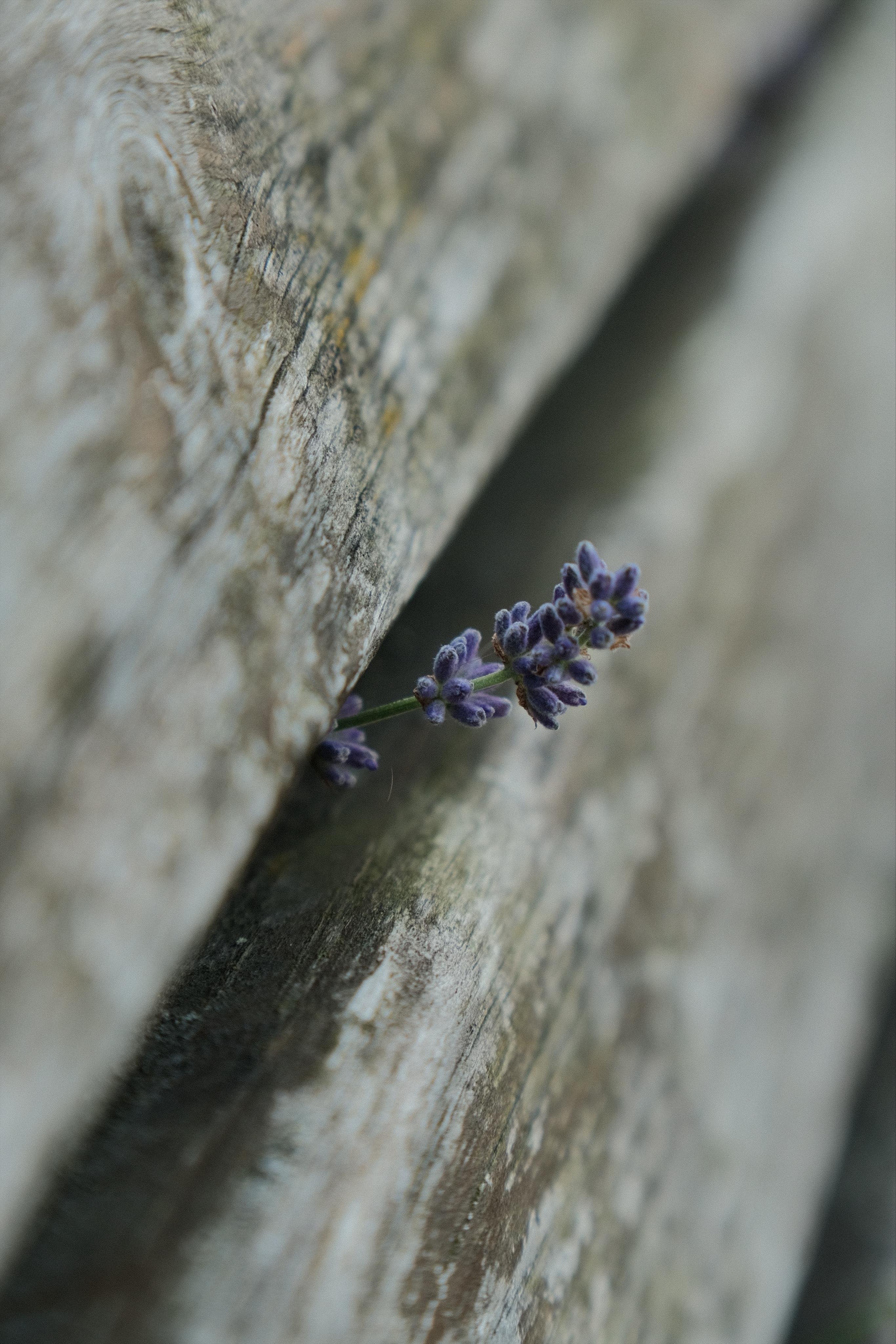 A small branch of a lavender plant grows through the wooden planks of a park bench. This is a close up of the branch and the two planks with a narrow depth of field focusing the lavender.