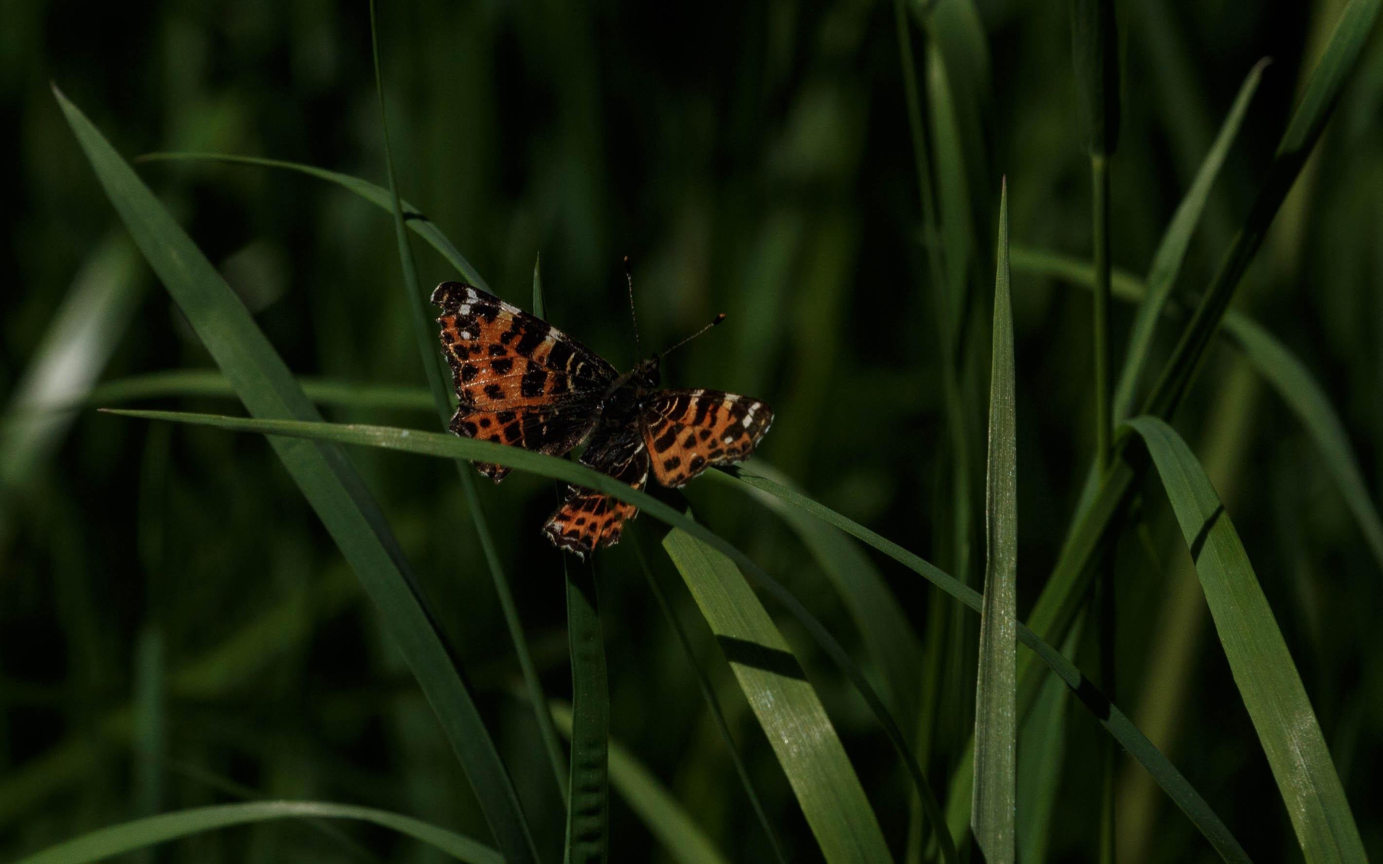 A map (Araschnia levana f. levana) sitting on the leaf of an unidentified grass.