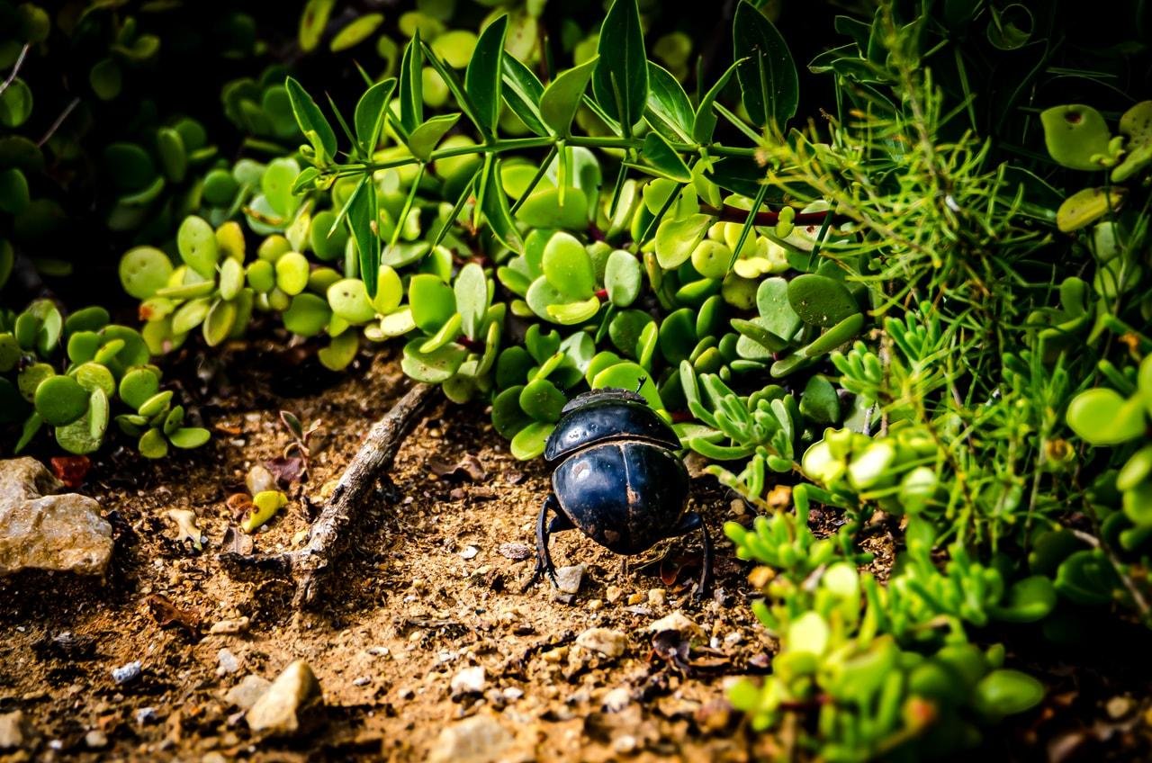 The image shows a dung beetle on the ground surrounded by green vegetation. The beetle is dark, and there are small, leafy plants around it in a natural setting.