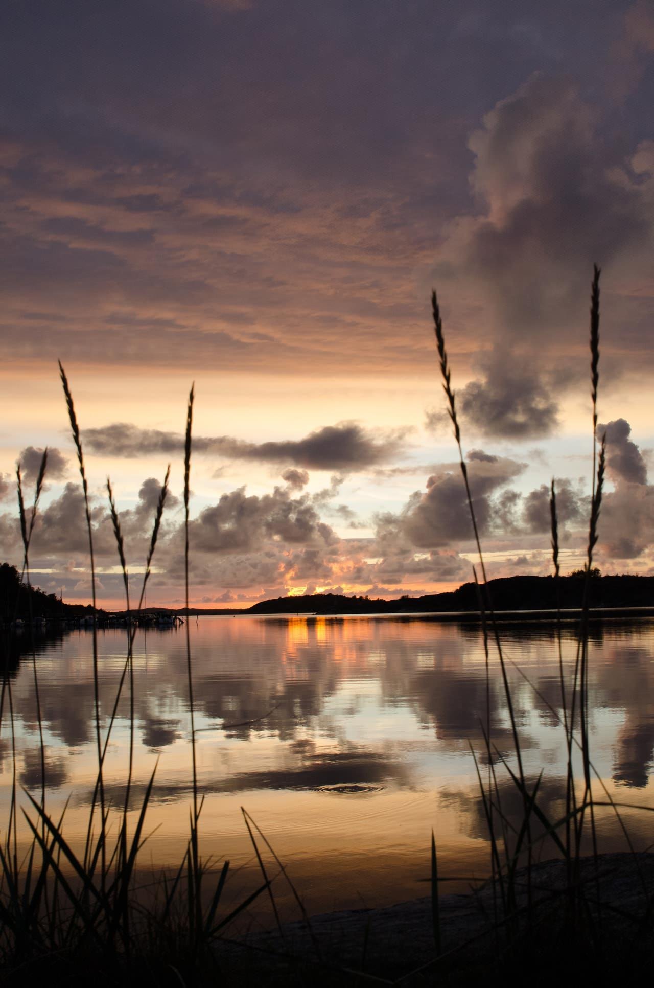 Tall grass stems silhouetted in the foreground along a shoreline, with calm water reflecting a cloudy sunset sky and distant low hills on the horizon.