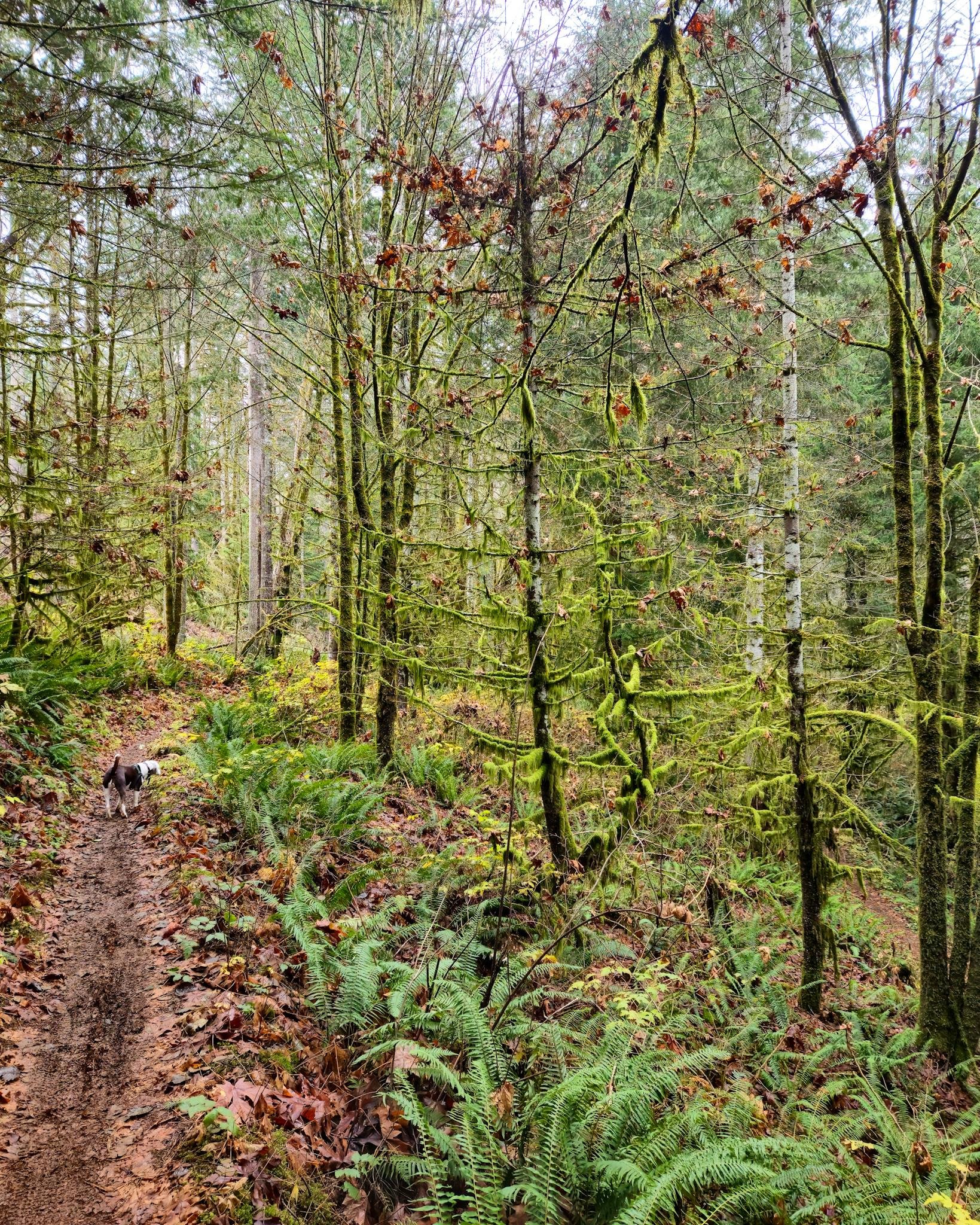 The image shows a wooded forest trail. The scene is lush with green trees and vegetation, with moss-covered branches and ferns along the path. There is also a dog walking on the trail. The setting appears peaceful and natural.