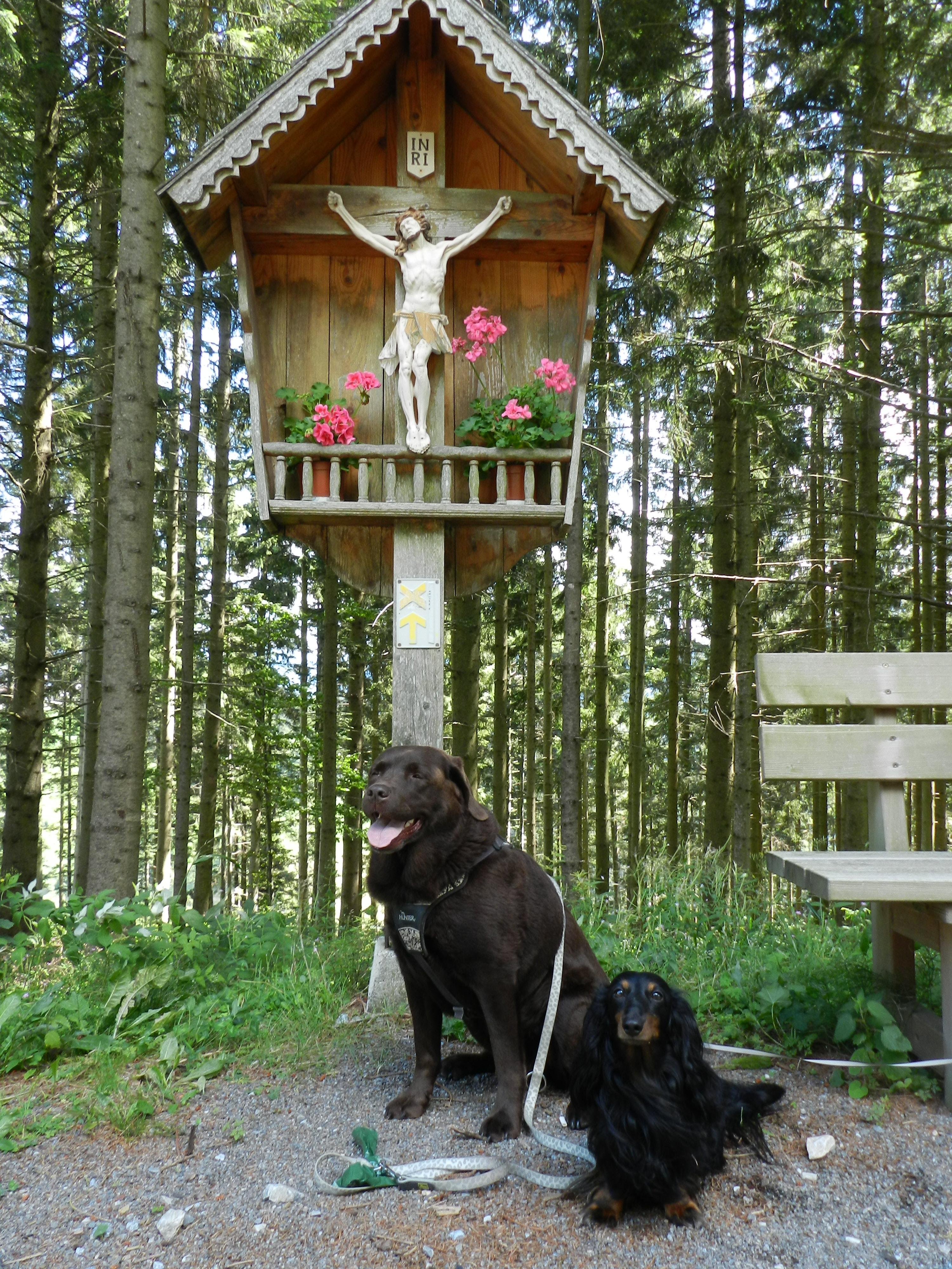 Arwen, the beautiful chocolate Labrador, and Bas, the little long-haired black-and-tan dachshund, sit together beneath a wooden roadside crucifix in the forests near Brandlucken, Steiermark, Austria. Arwen sits proudly with her tongue out, relaxed and happy, while Bas looks up with a gentle, curious expression. Behind them rises a traditional Austrian Wegkreuz or Waldkreuz—a small wooden shelter with a carved figure of Jesus on the cross, “INRI” above His head, and bright pink geraniums arranged on the tiny balcony. These shrines are common in rural Austria, placed along hiking paths, crossroads, and rest spots as symbols of faith, protection, and gratitude, offering walkers a quiet moment of reflection. The scene is framed by tall, straight pine trees filtering soft mountain light. A wooden bench stands to the right, inviting rest. Together, the dogs, the forest, and the crucifix create a peaceful, heartfelt memory of our walk together through the Styrian hills.