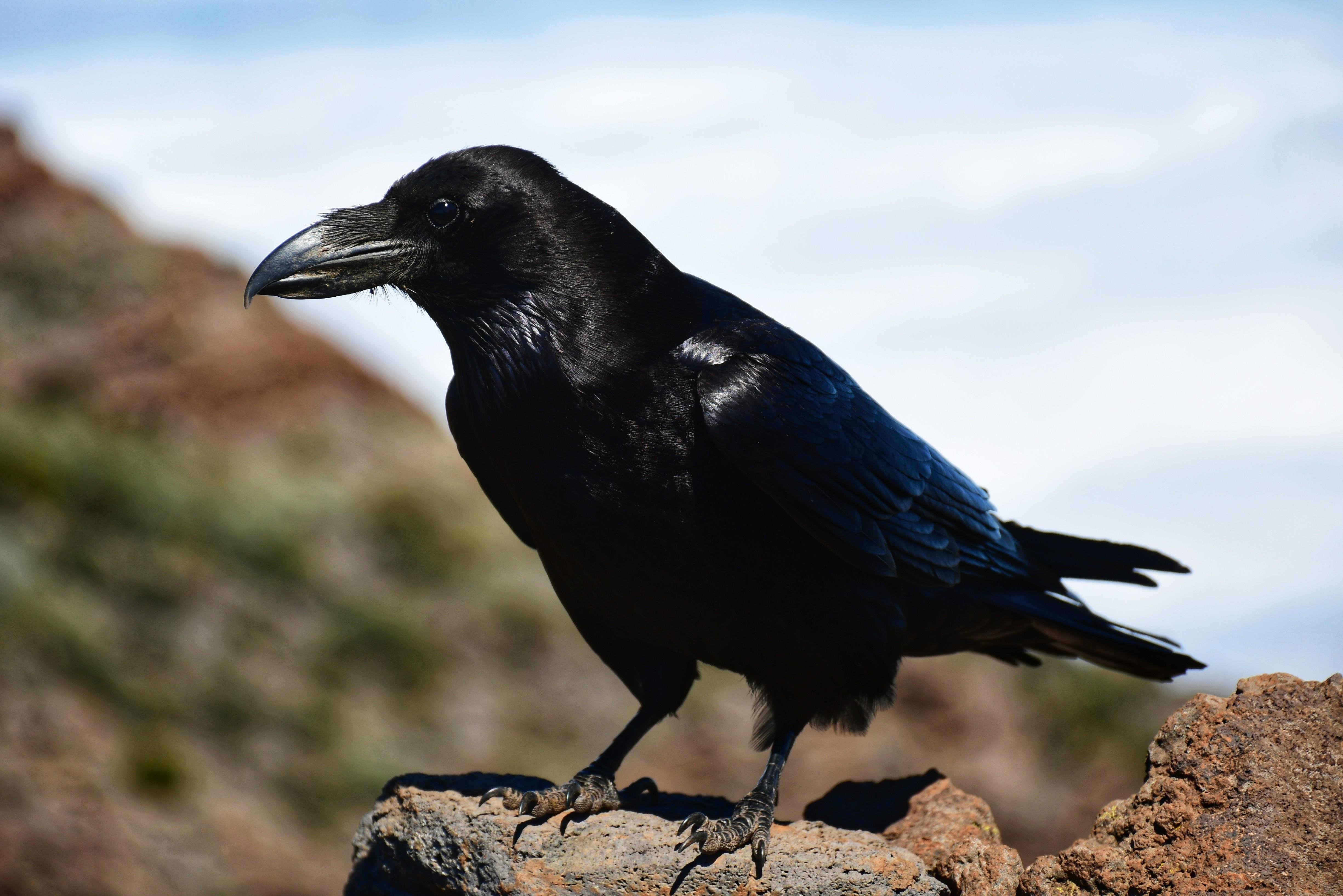 Black raven in side profile perched on a rock, with glossy feathers and curved beak in sharp focus against a blurred outdoor background of pale sky and distant hillside.
###
Schwarzer Rabe im Seitenprofil, auf einem Felsen sitzend, mit glänzendem Gefieder und gebogenem Schnabel, scharf abgebildet vor einem verschwommenen Hintergrund aus hellem Himmel und fernen Hügeln