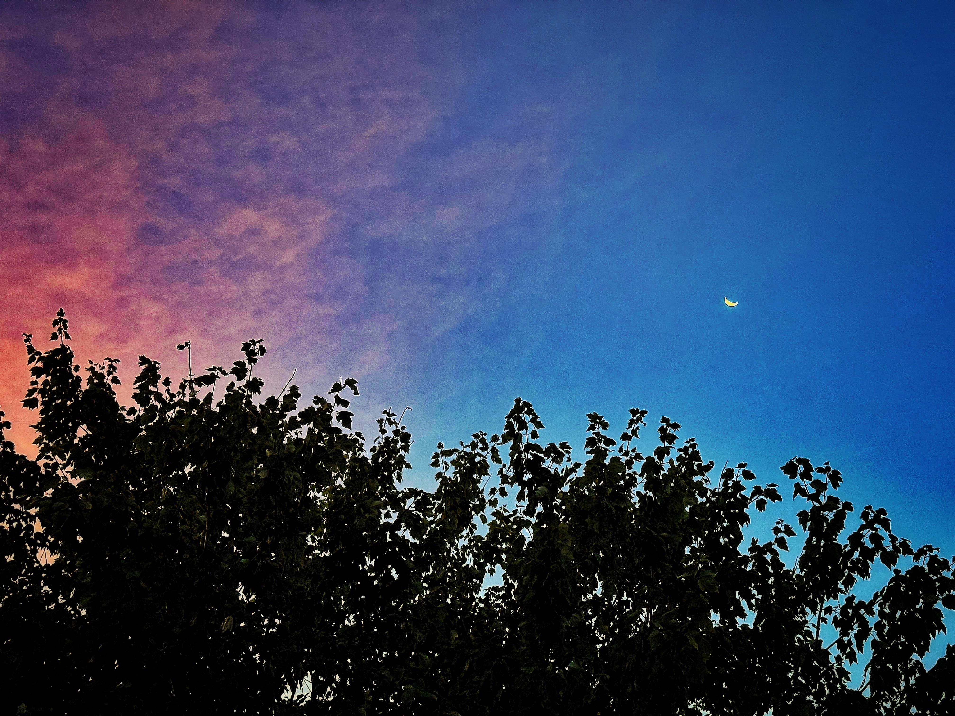 The image features a sky transitioning from a deep blue to a gradient of pink and orange hues, suggesting either a sunrise or sunset. The upper right corner of the image shows a thin crescent moon, adding a celestial element to the scene. In the foreground, the silhouette of a tree with dense foliage is visible, providing a stark contrast against the colorful sky. The tree's branches and leaves are dark, creating a strong outline against the lighter sky. The overall composition highlights the natural beauty of the sky and the tree, with the colors and shapes creating a visually striking image.