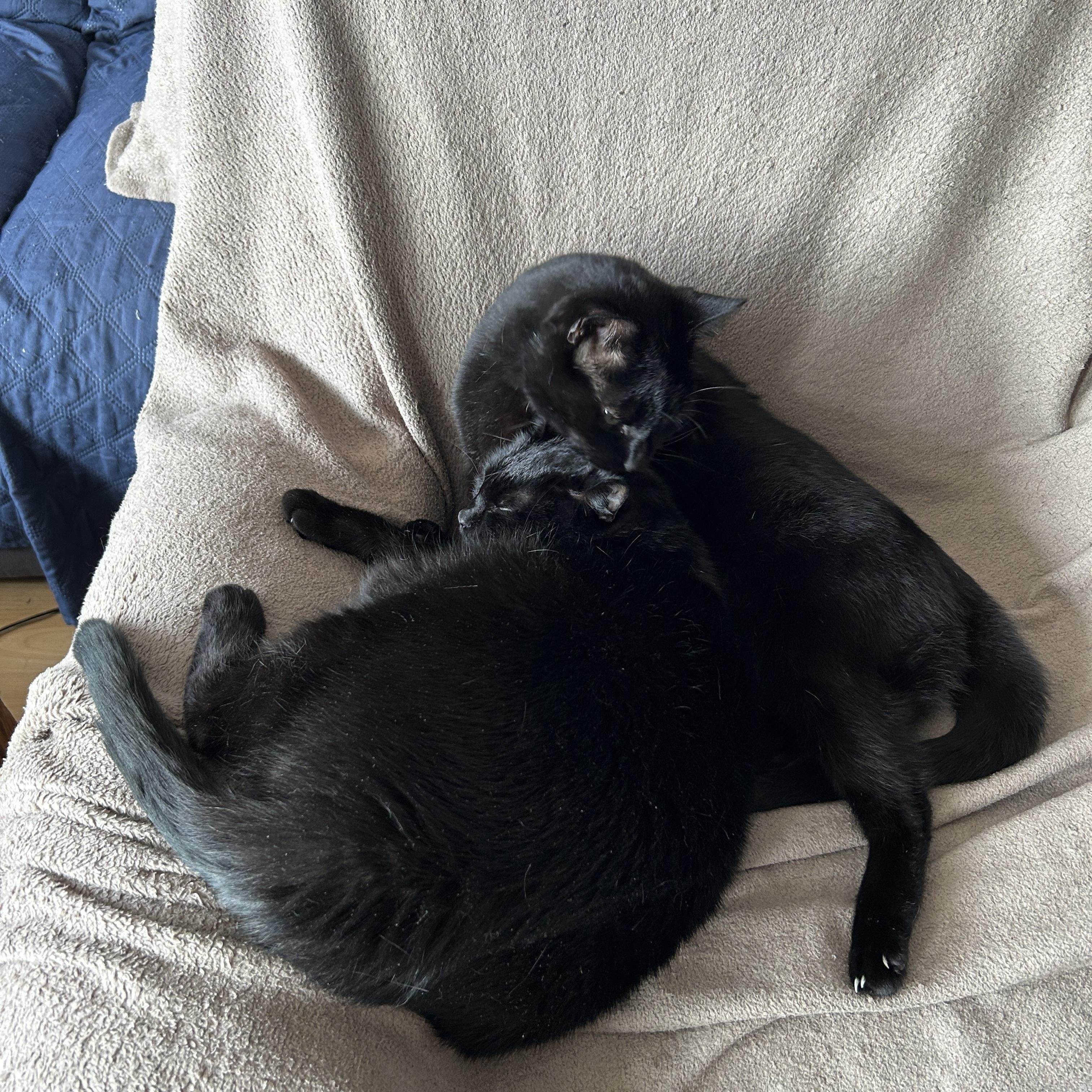 Das Bild zeigt zwei schwarze Katzen, die eng aneinander gekuschelt auf einer hellbraunen, flauschigen Decke liegen.  Sie scheinen zu schlafen oder sich zumindest zu entspannen. Die obere Katze liegt leicht über der unteren.