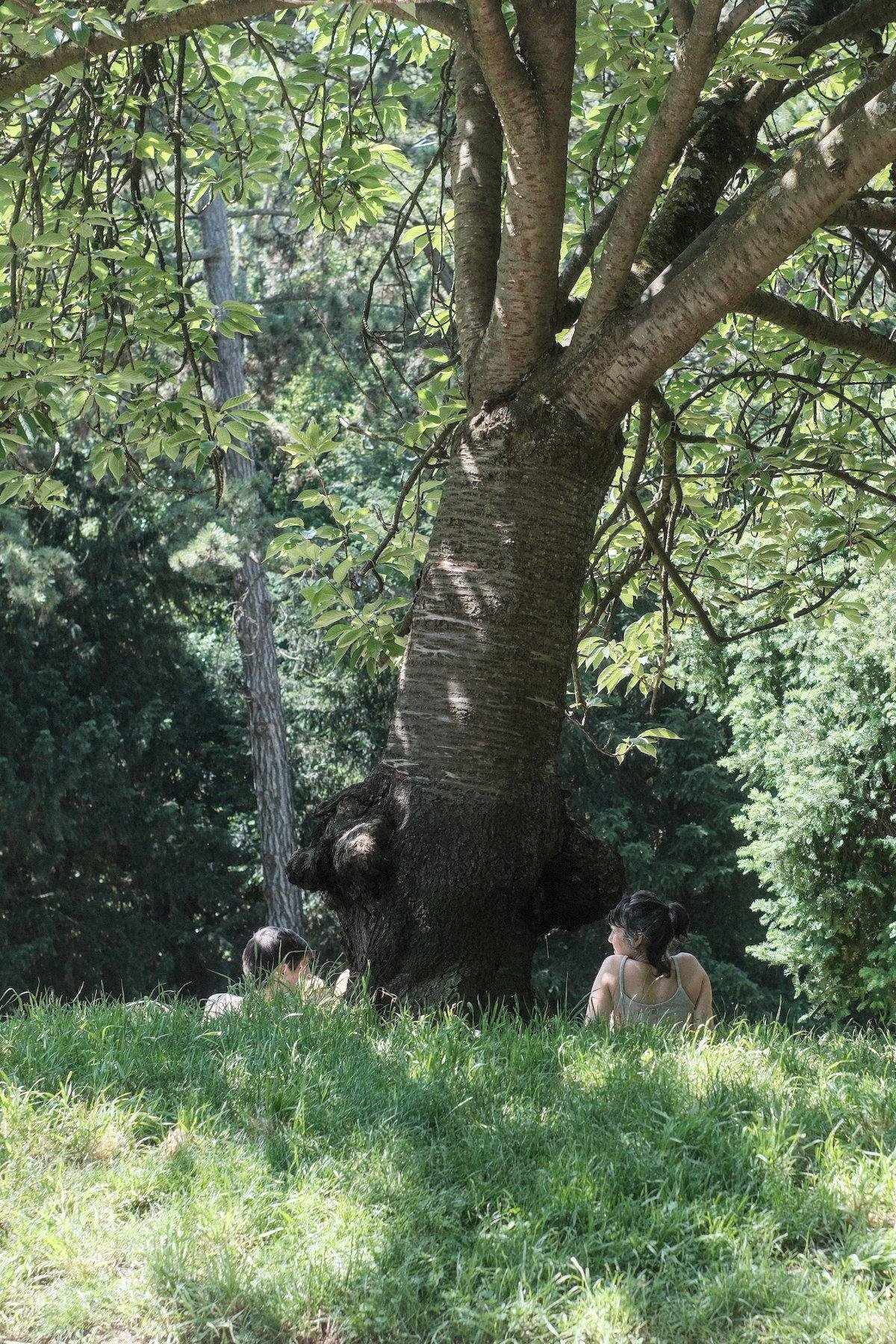 Photo verticale. De la pelouse et deux personnes assises dessus, à moitiés allongés sur le dos, appuyés sur leur coudes. Le point de vue a placé un arbre entre les 2 personnes qui se regardent en discutant, créant une séparation