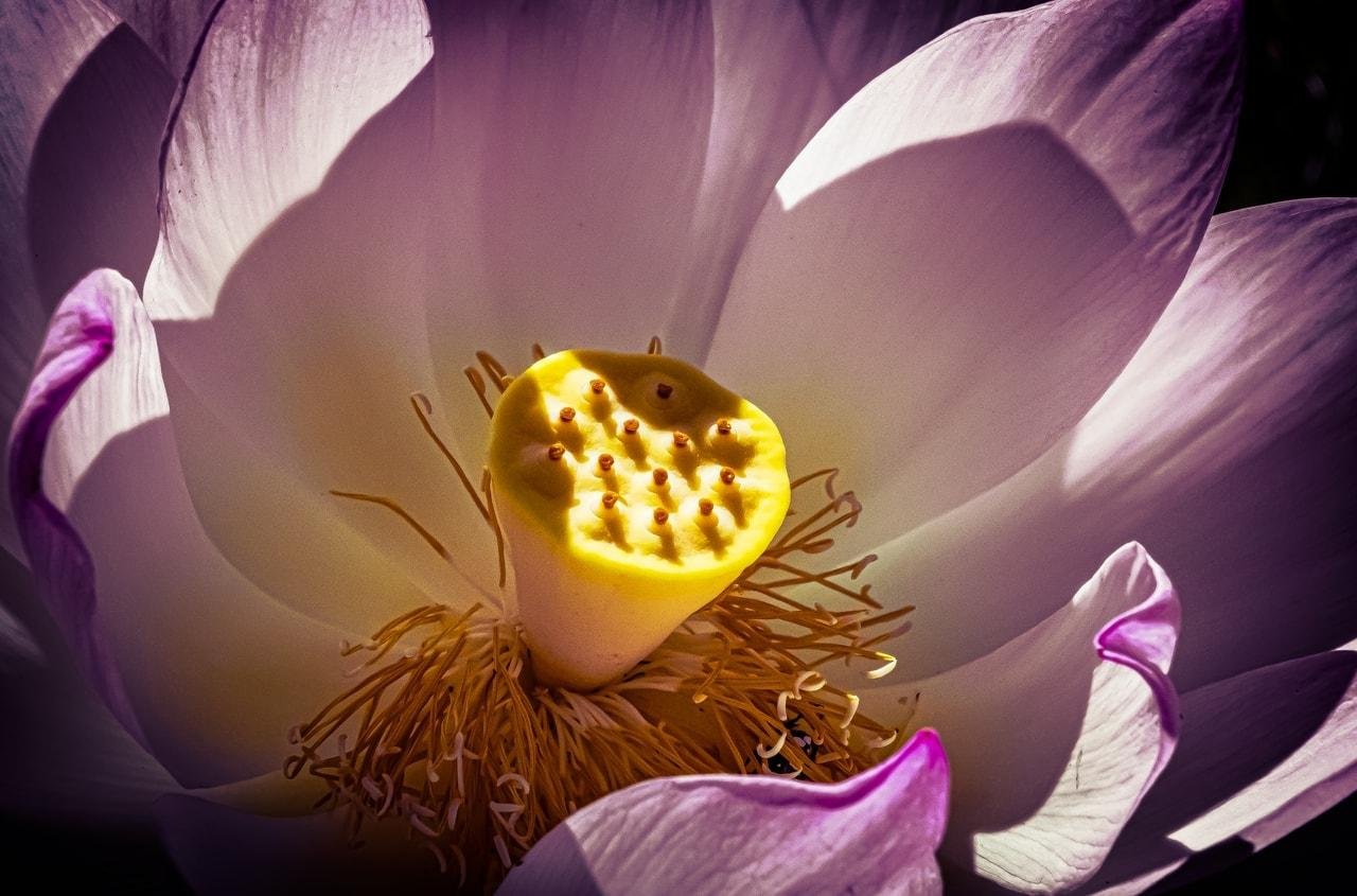 This image shows a close-up view of a lotus flower. The yellow central part is the seed pod, and it is surrounded by delicate pinkish petals. The details highlight the intricate structure of the flower.