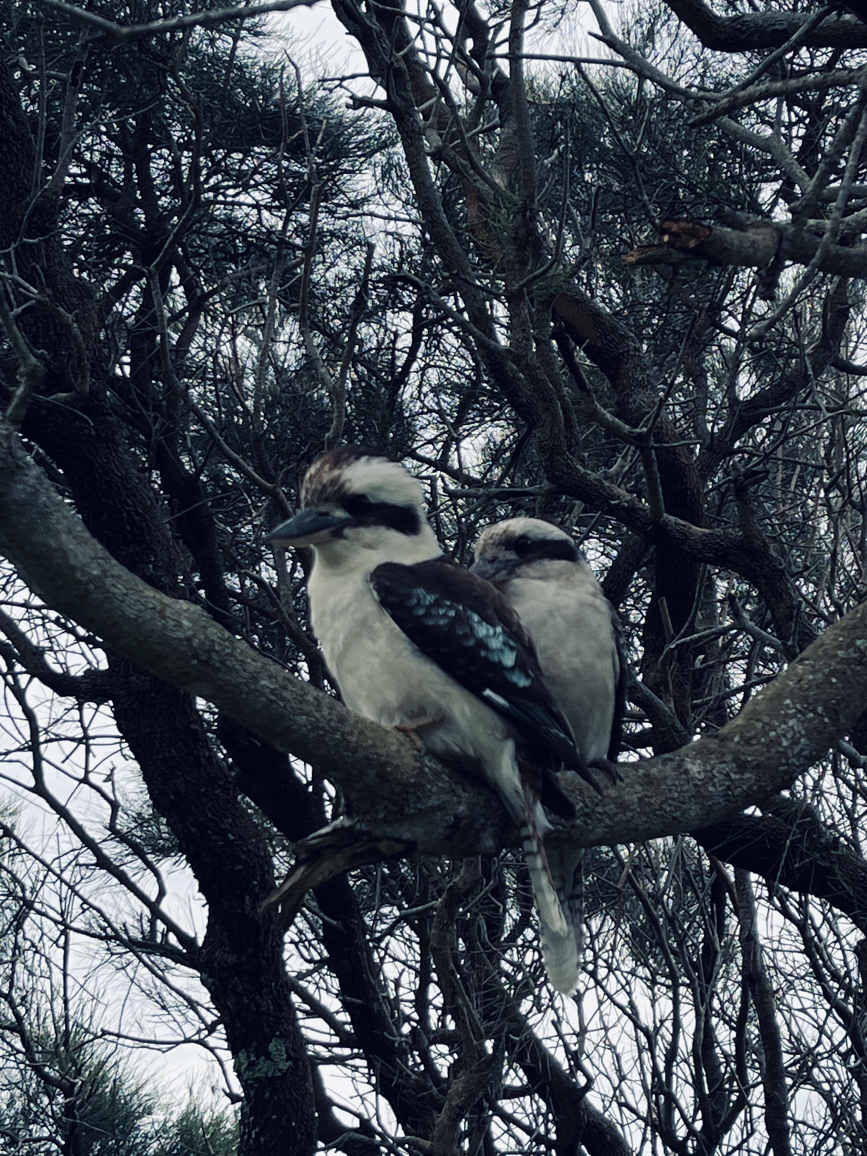 Two kookaburras perched on a tree branch, surrounded by dense and intertwining branches against an overcast sky. The birds have brown and white plumage, with distinctive dark eye stripes. The scene is set in a wooded area.
