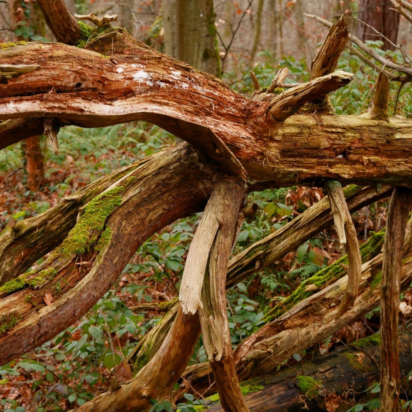 The image shows a fallen large branch of e tree in a forest setting. The wood is weathered, and parts of it are covered in moss. There are other trees and vegetation in the background. The scene has a natural, earthy appearance.