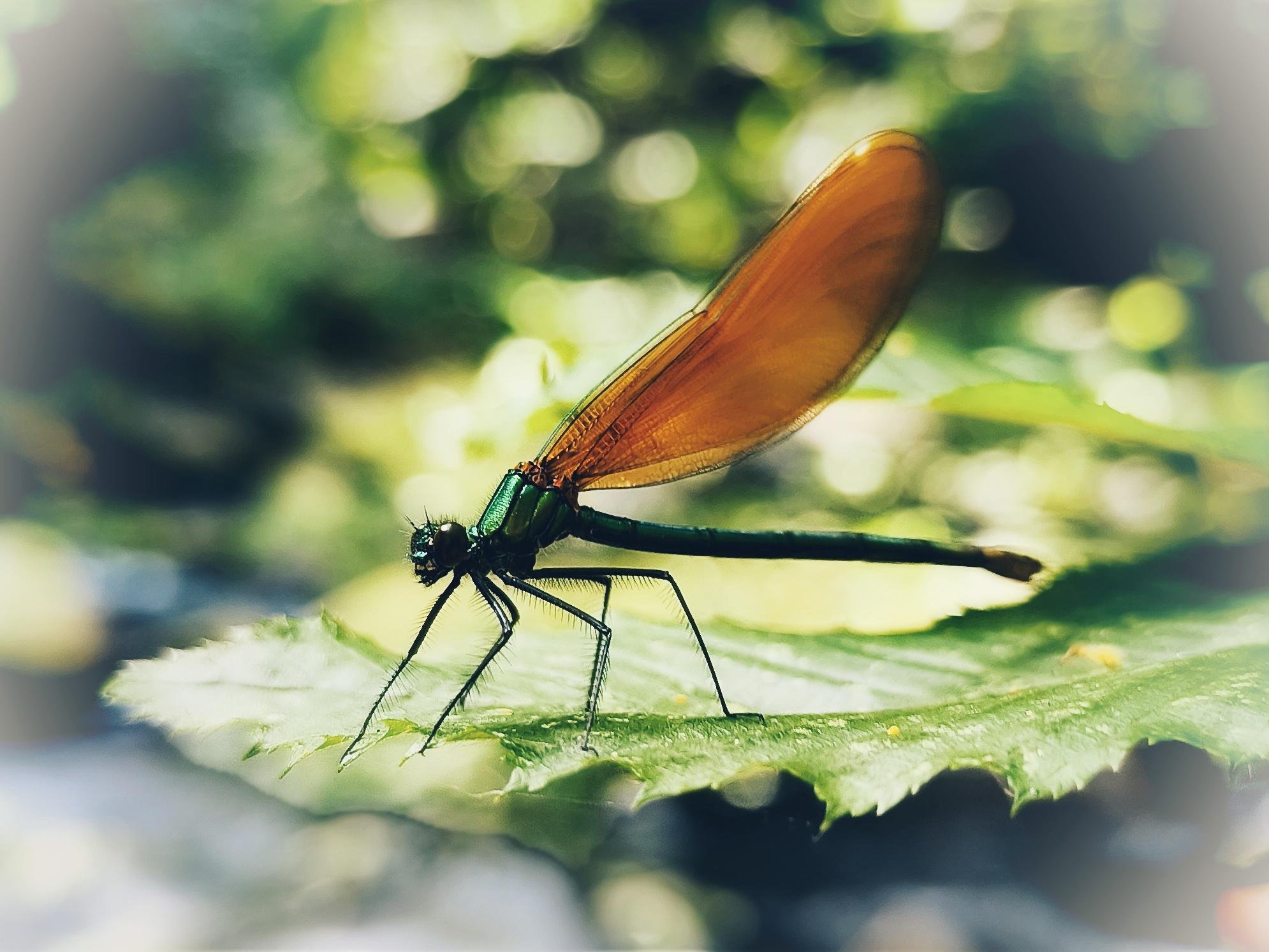 Close-up side view of a damselfly with metallic green body and orange wings perched on a green leaf, with a softly blurred green background. ###
Nahaufnahme einer Kleinlibelle mit metallisch grünem Körper und orangefarbenen Flügeln, die auf einem grünen Blatt sitzt, vor einem sanft verschwommenen grünen Hintergrund.
