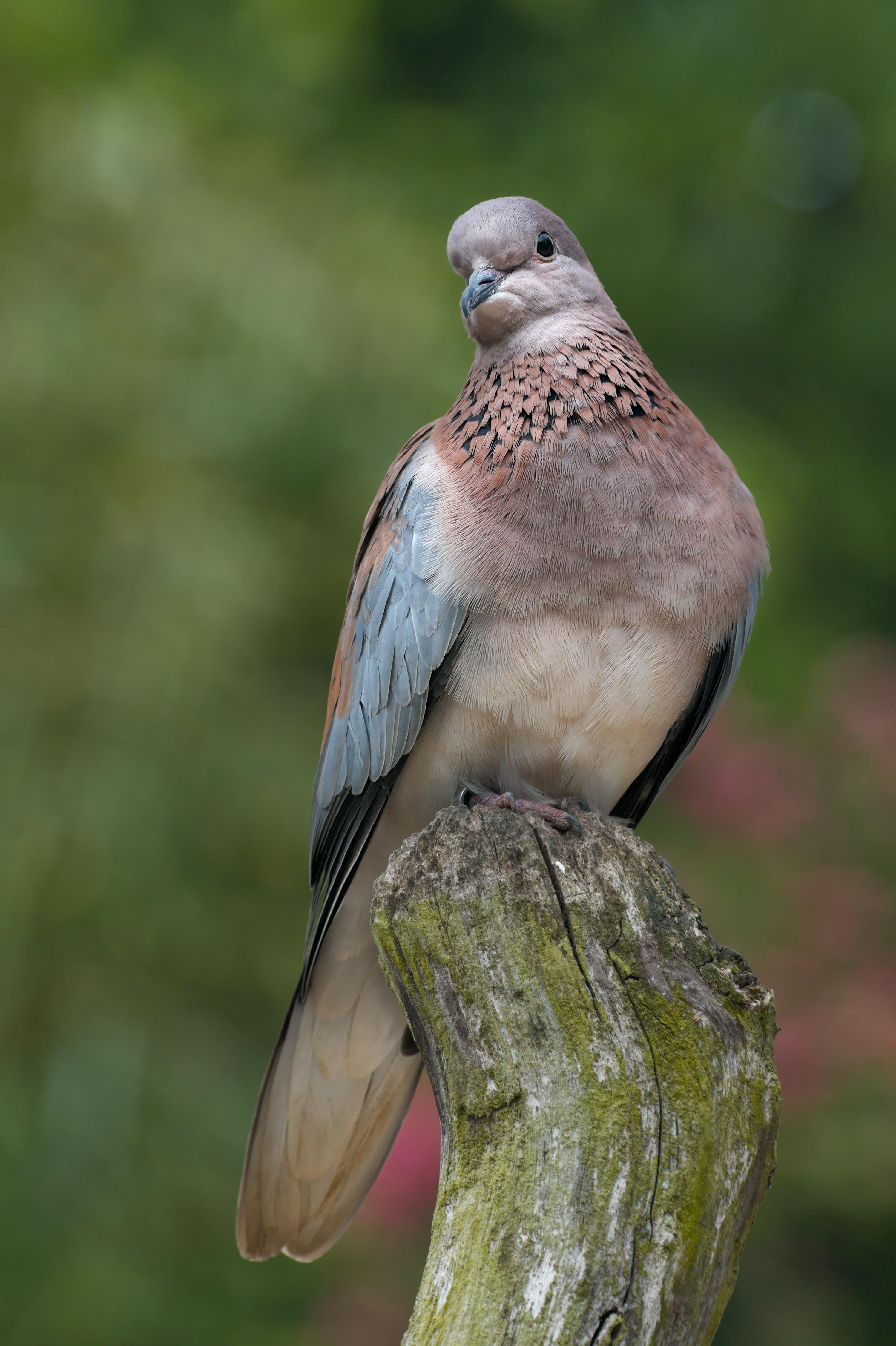 Close-up of a dove perched on a weathered wooden post, showing a gray head, pinkish-brown chest with dark speckling, pale belly, and bluish-gray wing feathers against a blurred green background.