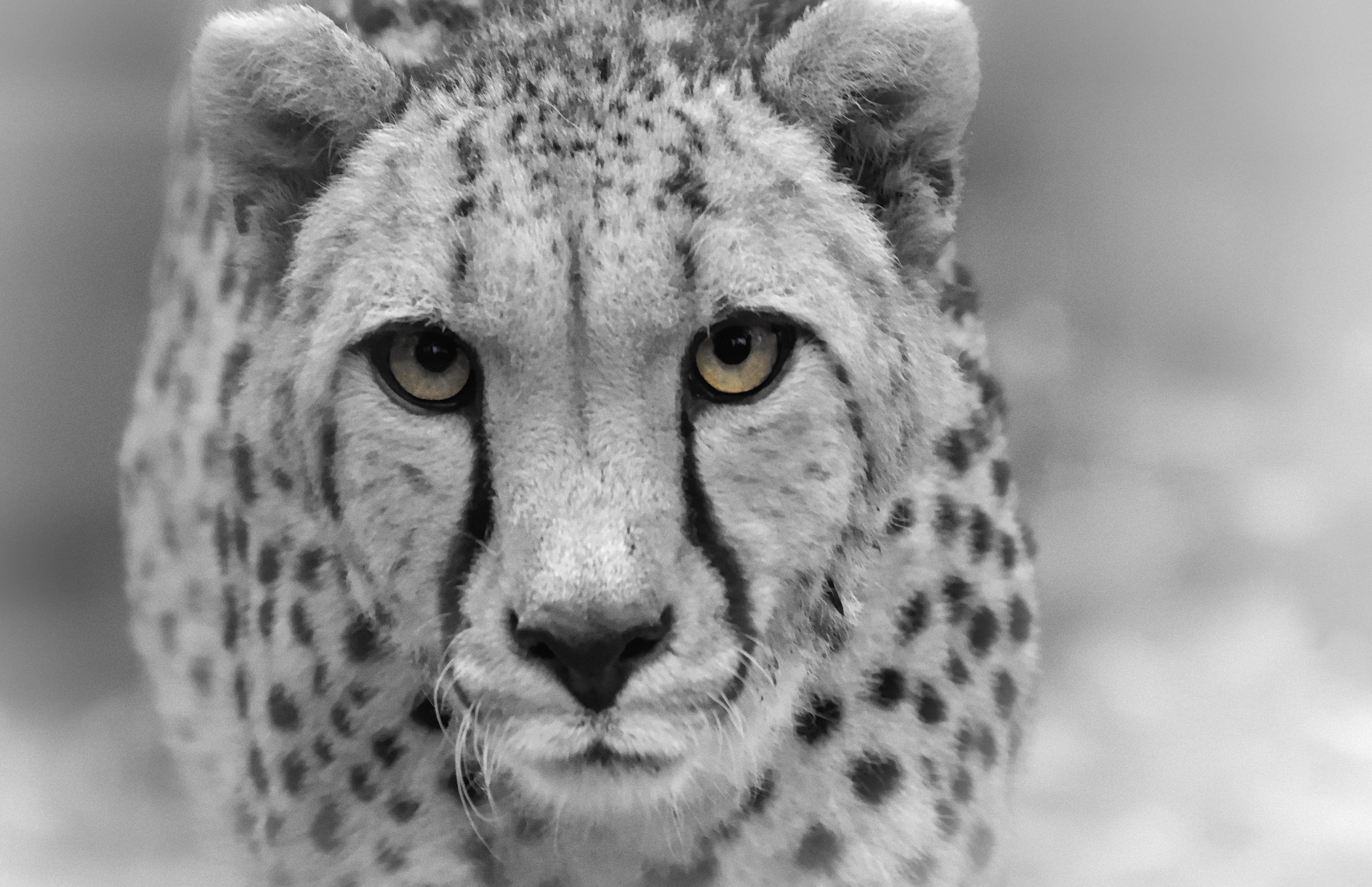 Close-up of a cheetah's face, focusing on its intense gaze. The fur is patterned with distinctive black spots, and dark tear markings run from the eyes to the mouth. The image is in black and white, accentuating the cheetah's facial features and the texture of its fur.