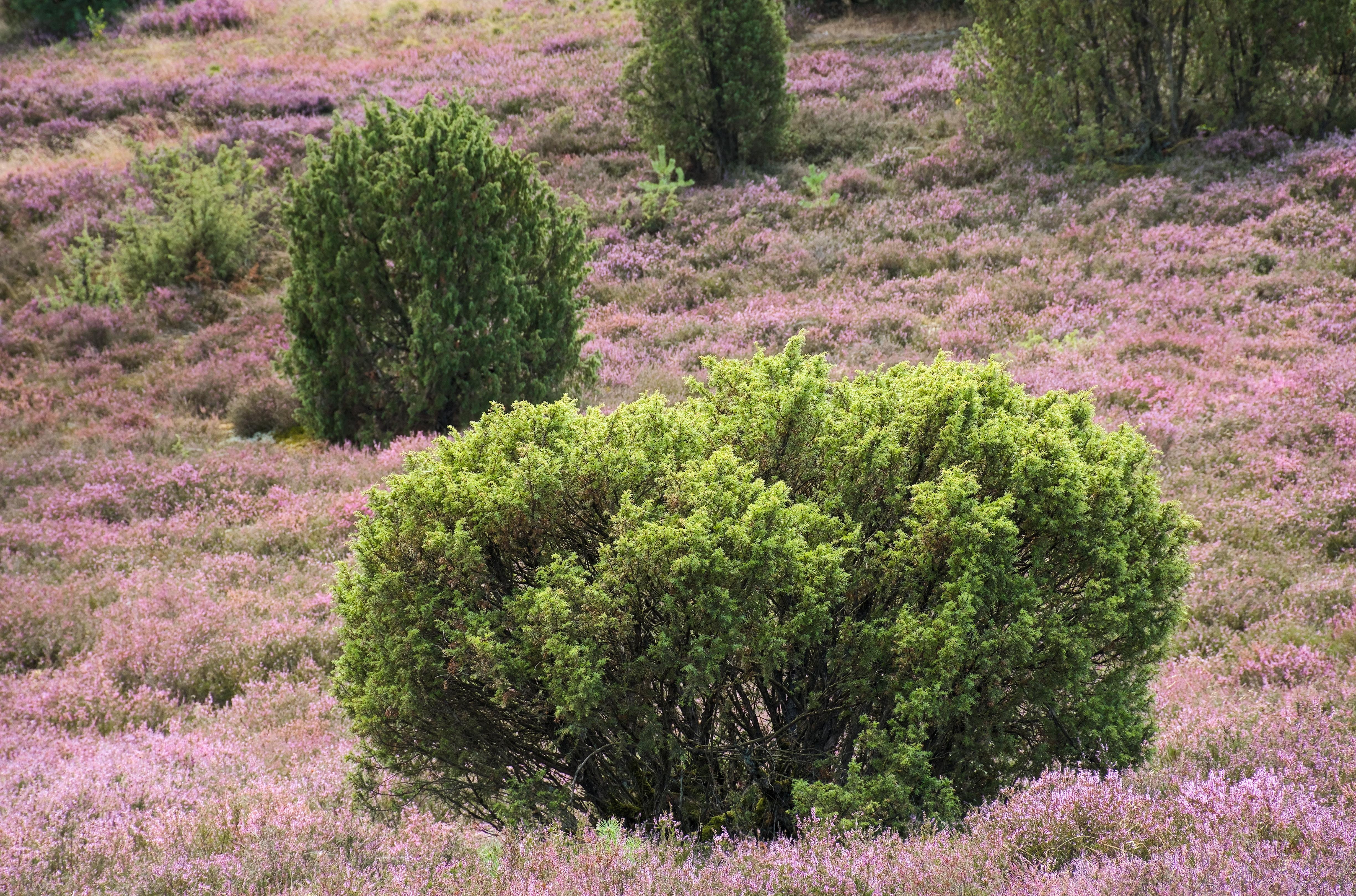 Dense green bush in the foreground surrounded by a field of blooming purple heather. Additional shrubs and trees are dispersed throughout the landscape, with a gentle slope in the background.